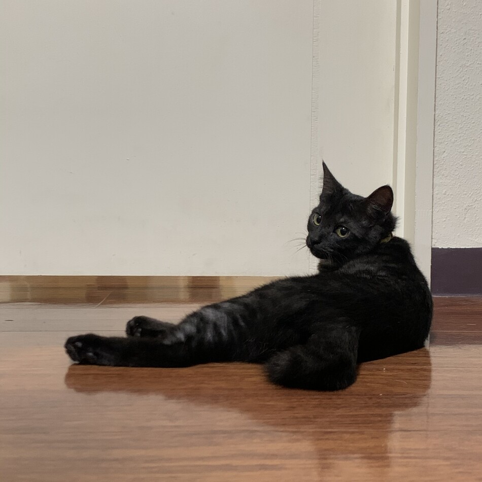 チョットのカバー写真