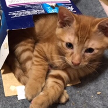 名前はチャド。。小さい箱に入るのが好き　入らないけど(;´∀｀)