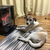 コロちゃんがうちに来てくれて先月で2年が経ちました。かけがえのない家族です