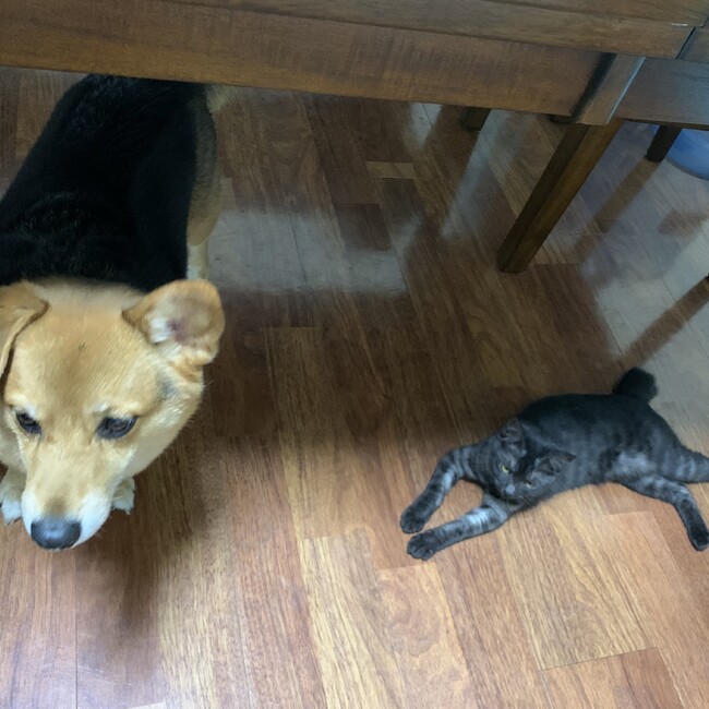 lloyd_miyuのカバー写真
