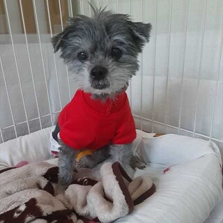 最後の家族を探しています。