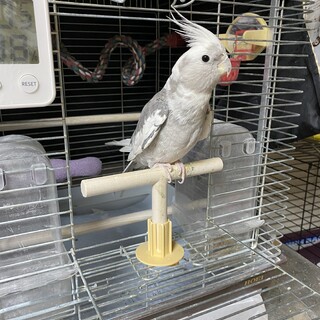 ホワイトフェイスのオカメインコ