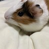 里親になりました、アビシニアンとテディのハーフの子です