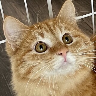 【月島2/21】甘えん坊でかわいいラーソンくん