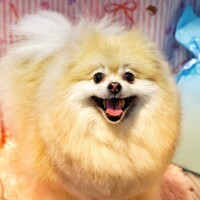 こむぎ