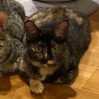 抱っこ出来ますよ♥美猫な甘えるサビ女子モス