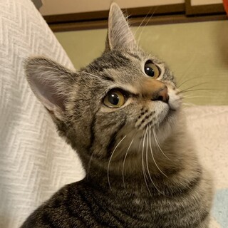 とっても可愛い顔のビビリなキジトラ男子⭐️サンタ