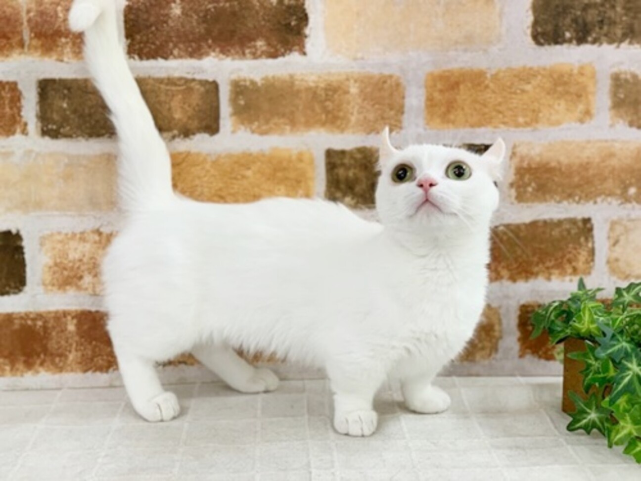 美猫です マンチカン ア 埼玉県 猫の里親募集 ペットのおうち 月間利用者150万人