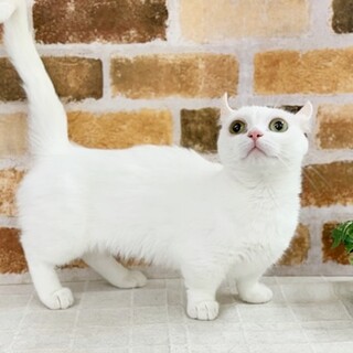 美猫です。マンチカン×アメリカンカール女の子3才