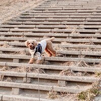 ピート