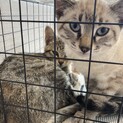 捨て猫(子猫)
