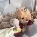 キンクマハムスター赤ちゃん