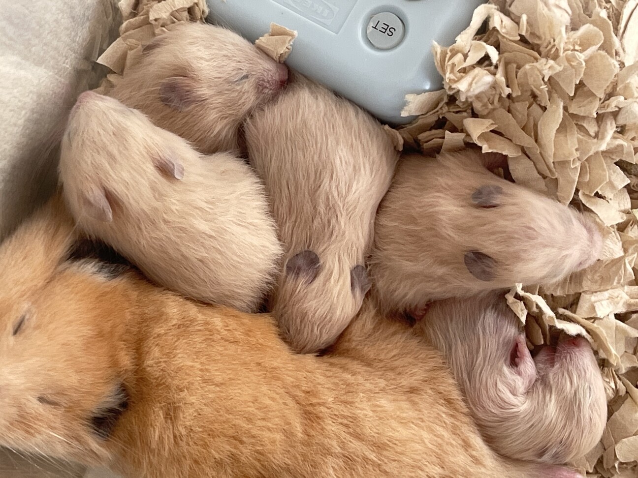 キンクマハムスター赤ちゃん 兵庫県 小動物の里親募集 ペットのおうち 月間利用者150万人