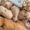 キンクマハムスター赤ちゃん サムネイル2
