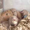キンクマハムスター赤ちゃん サムネイル3