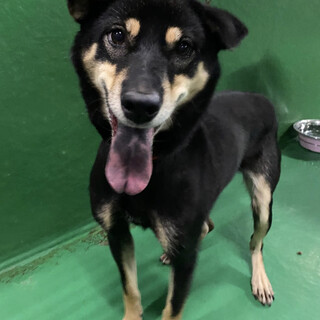 里親様決定しました‼️ありがとうございます