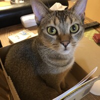 アビー