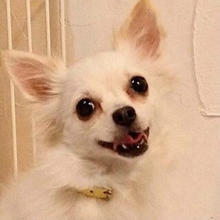 さがみはら※その他備考欄を必ずお読みください！※