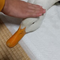 「あひる 伸びます」サムネイル2