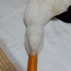 「あひる 伸びます」サムネイル3