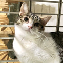 超甘々になってきた三毛の乙羽ちゃん