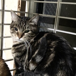 ブラウンタビーのうさぎしっぽ兎太くん