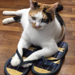 そろそろずっとのお家お願いします！！！