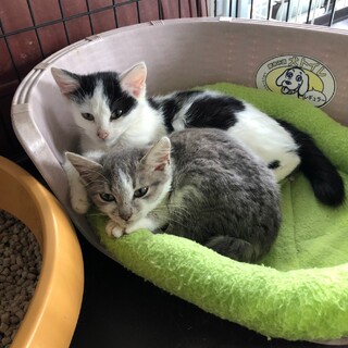庭で野良猫が産んだ子猫を2匹保護しました