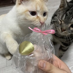 バレンタイン