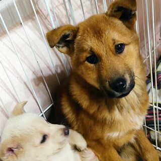【周南保護犬】　温和で優しい、ゆうだい君