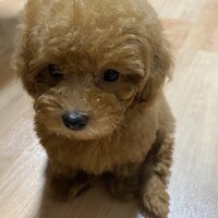 モカ