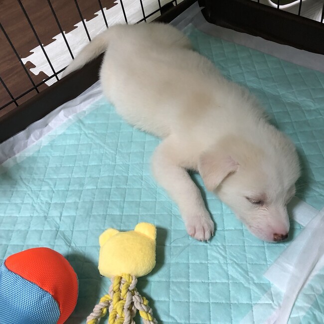 ジョリちゃんのカバー写真