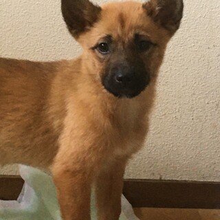 ちーずです。よろしくお願いします！