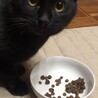 わがままボディの甘えた君 黒猫 すえきち 11ヶ月 サムネイル3