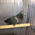 ぽっぽちゃんの里親募集中
