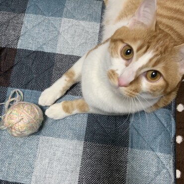 の写真