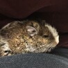 デグツー さん