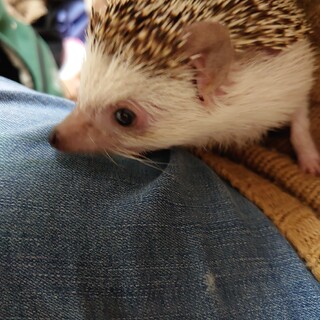 ハリネズミ(スタンダード♂)