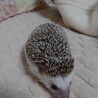 ハリネズミ(スタンダード♂) サムネイル2