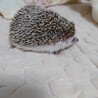 ハリネズミ(スタンダード♂) サムネイル3