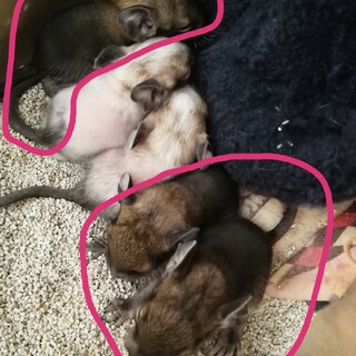 デグー ノーマル 3匹