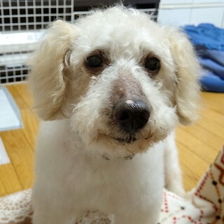 トイプードルの男の子 リチャードくん