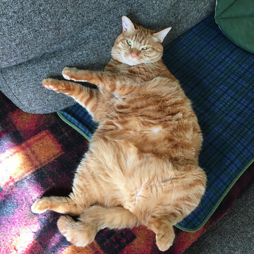 モフモフー