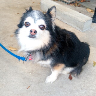 ちわまる君を可愛がって頂ける里親を探しています