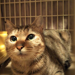 とても人懐こい生後6ヶ月男の子（メイ君）