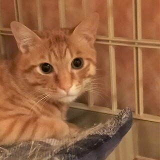 少しシャイですが元気一杯生後7ヶ月男の子（ユタ君）