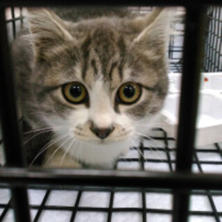 ３か月半から４か月のキジシロメス