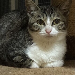 ちょっとビビりなキジ白　ゆしろう君