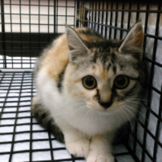 ３か月半～４か月の三毛猫