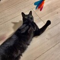 超甘えん坊黒猫